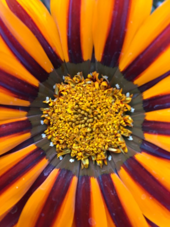 Gold Orange Flower - Close-up - Orange 2018-3-9