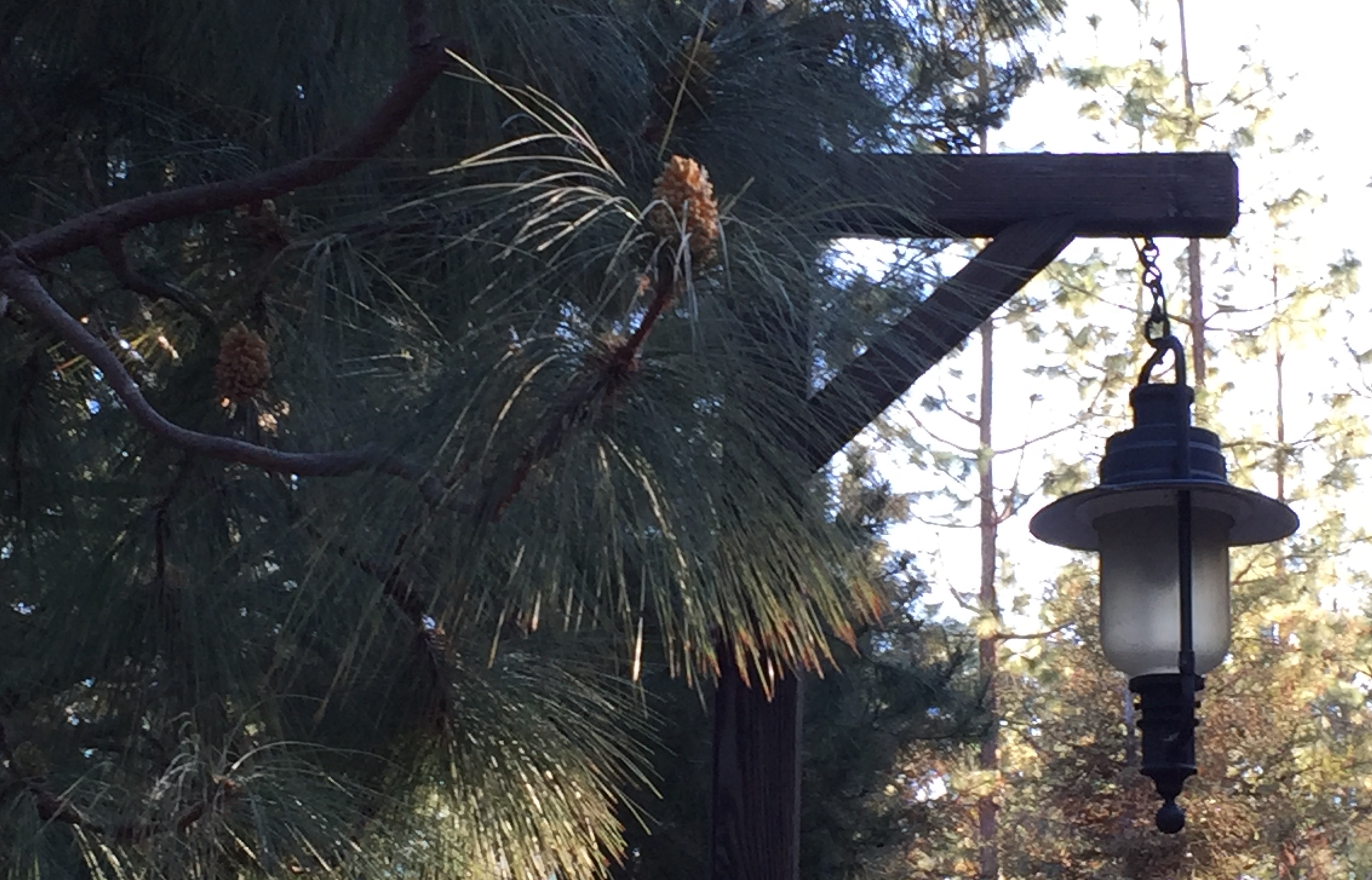 Image - Pines &amp; Lamp - CA Adventure 2018-2