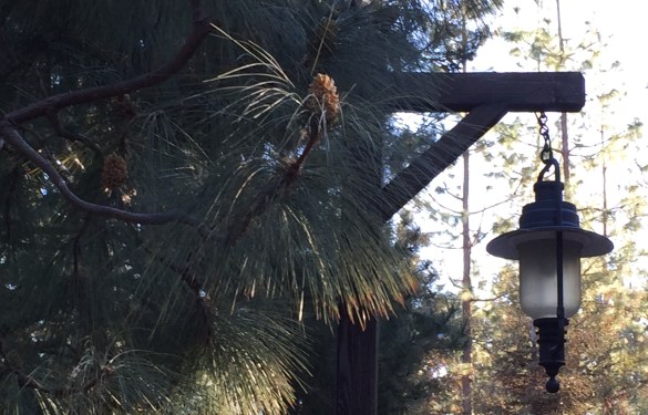 Image - Pines &amp; Lamp - CA Adventure 2018-2