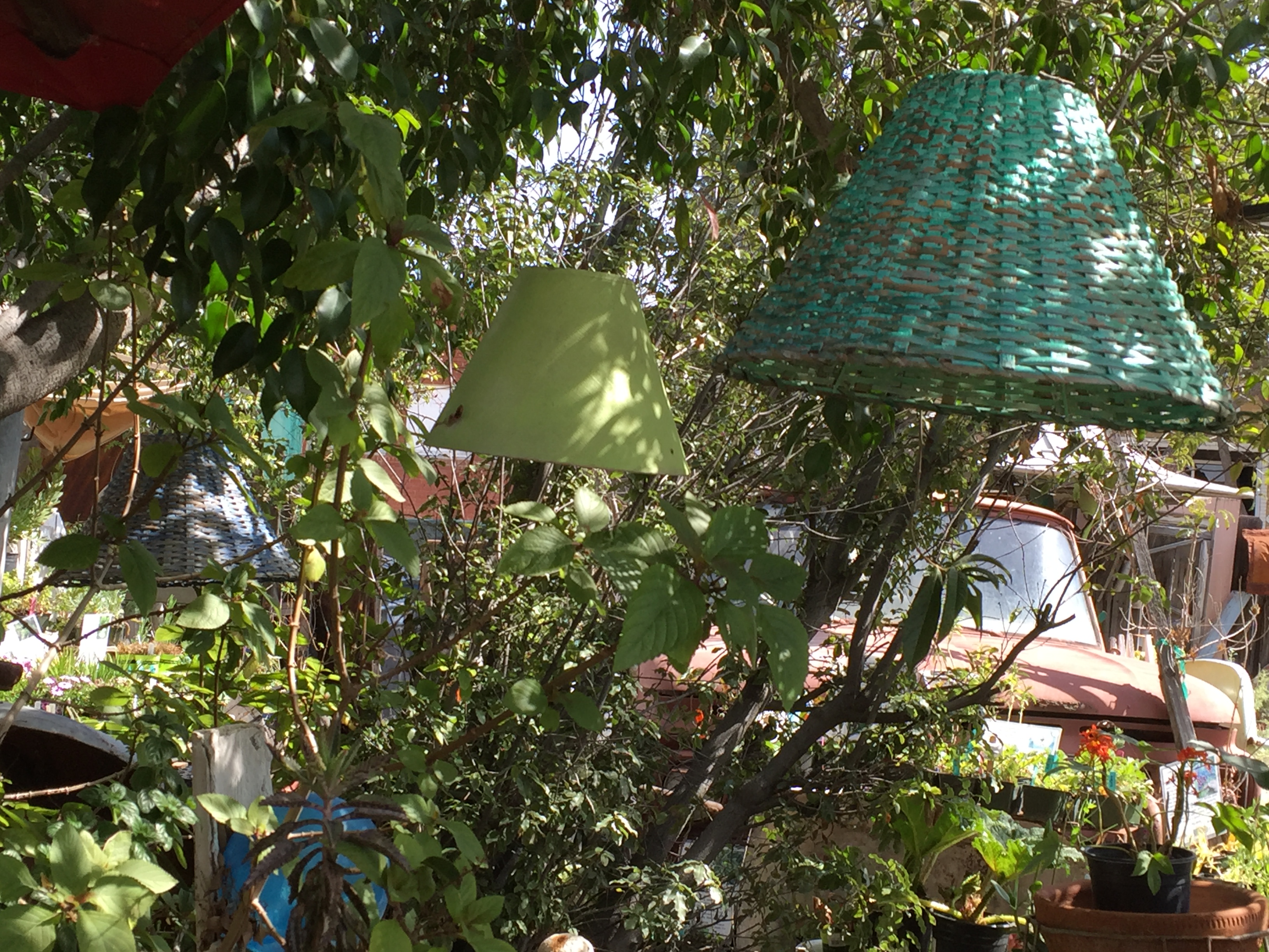 Lampshades in the Garden - Orange 2018-3-9