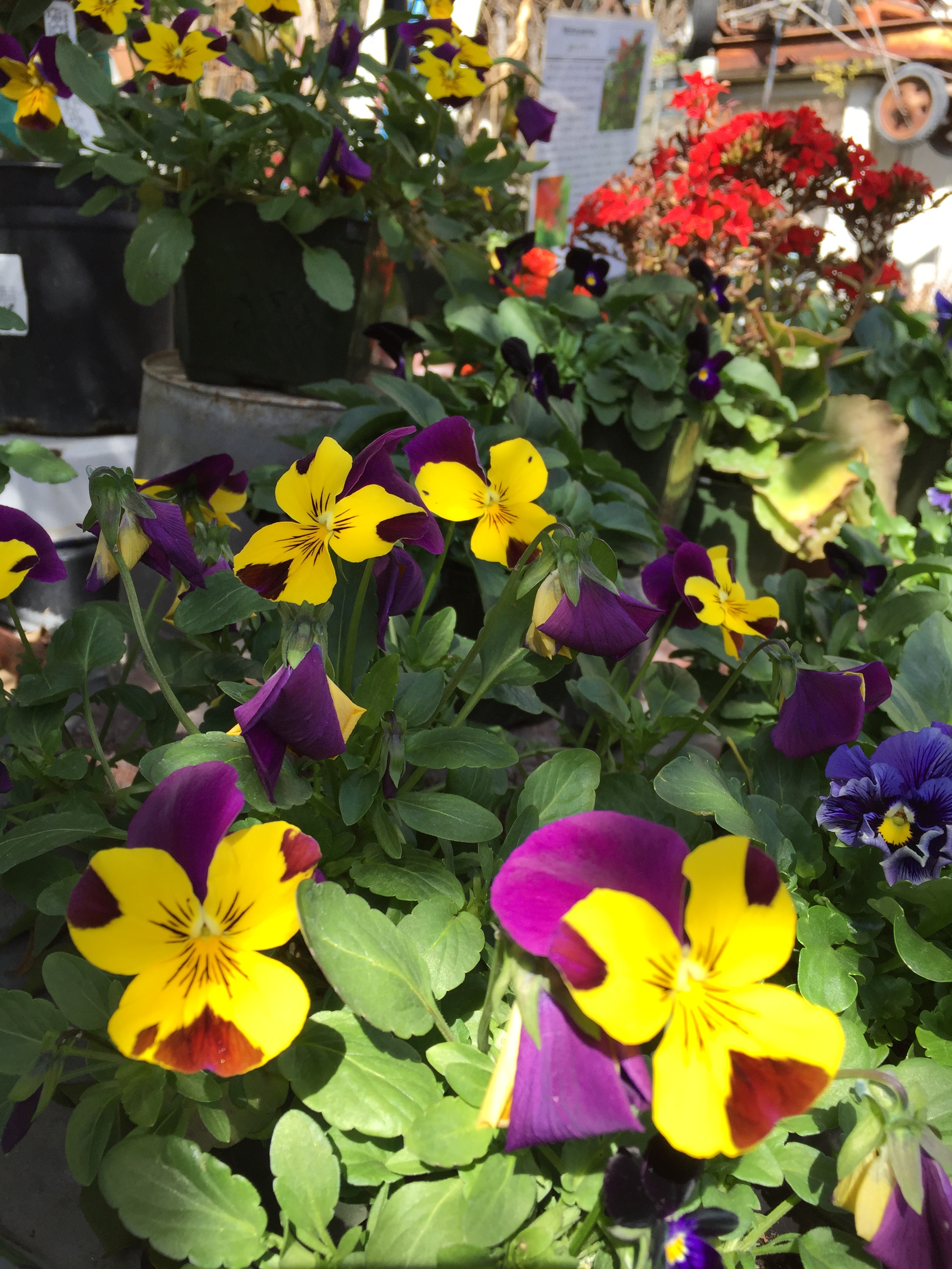Pansies - Orange 2018-3-9