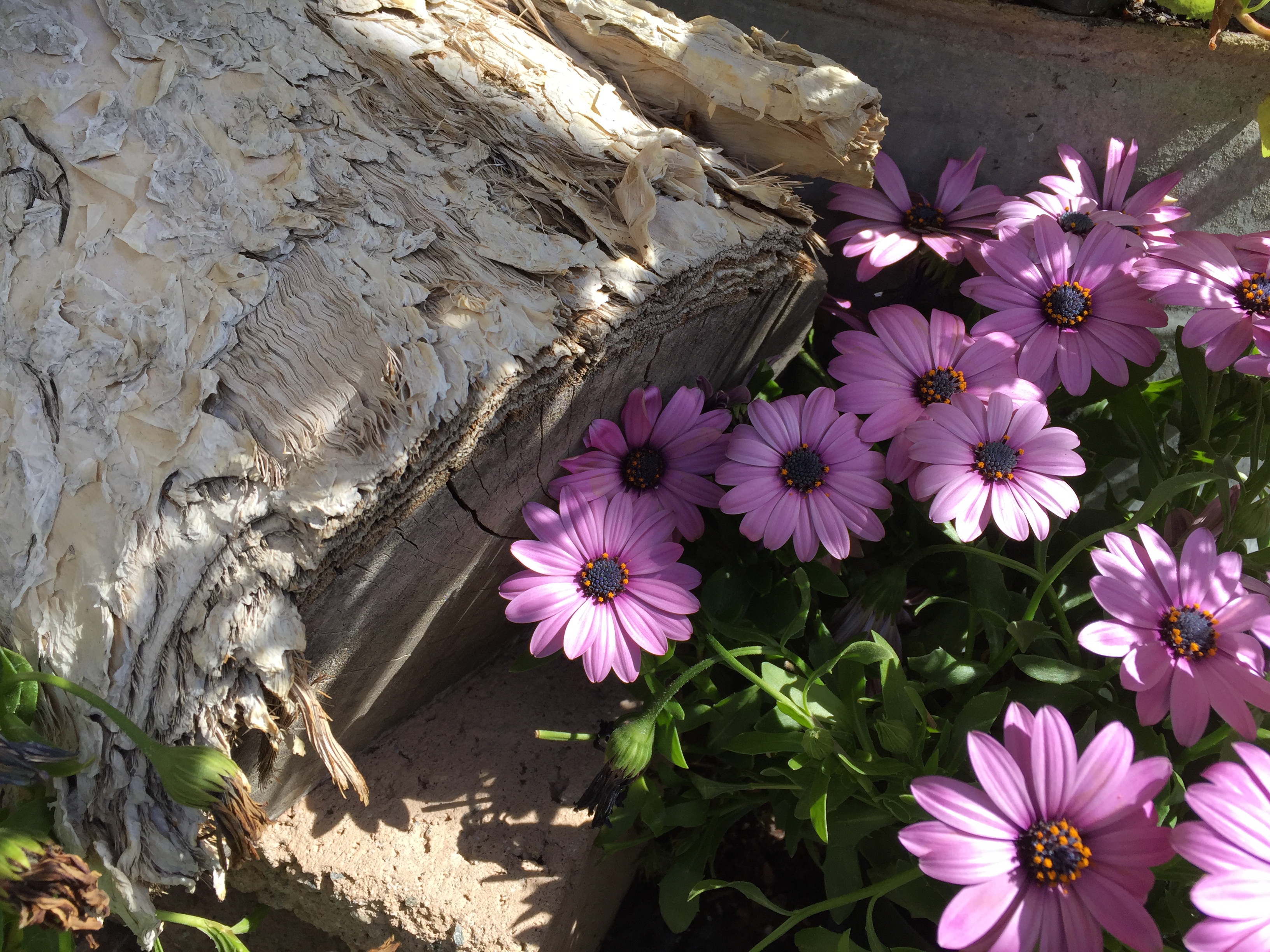 Pink Flowers &amp; Log - Orange - 2018-3-9
