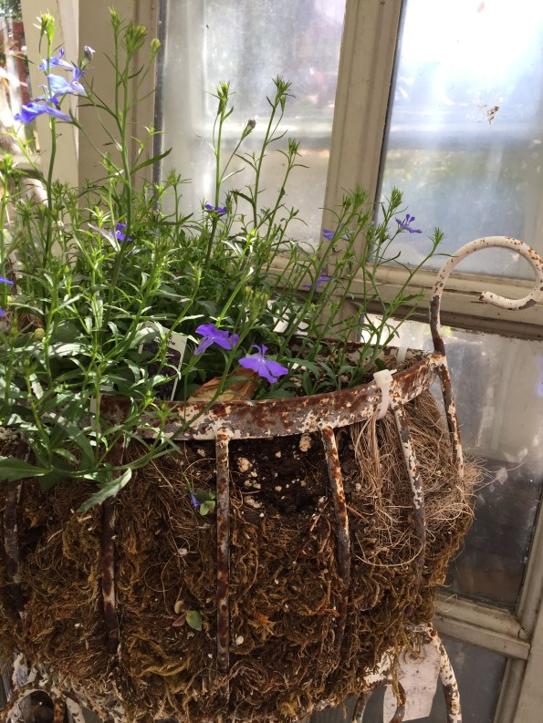 Purple Flower Basket &amp; Hazy Window - Orange 2018-3-9