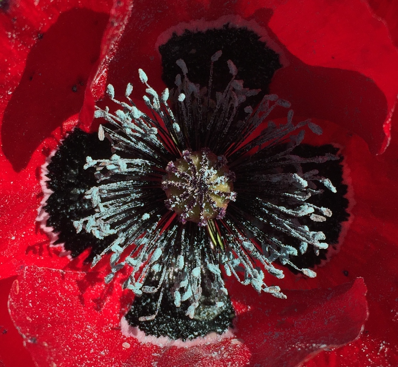 Red with Black Center Poppy Close-up - Orange - 2018-3-9