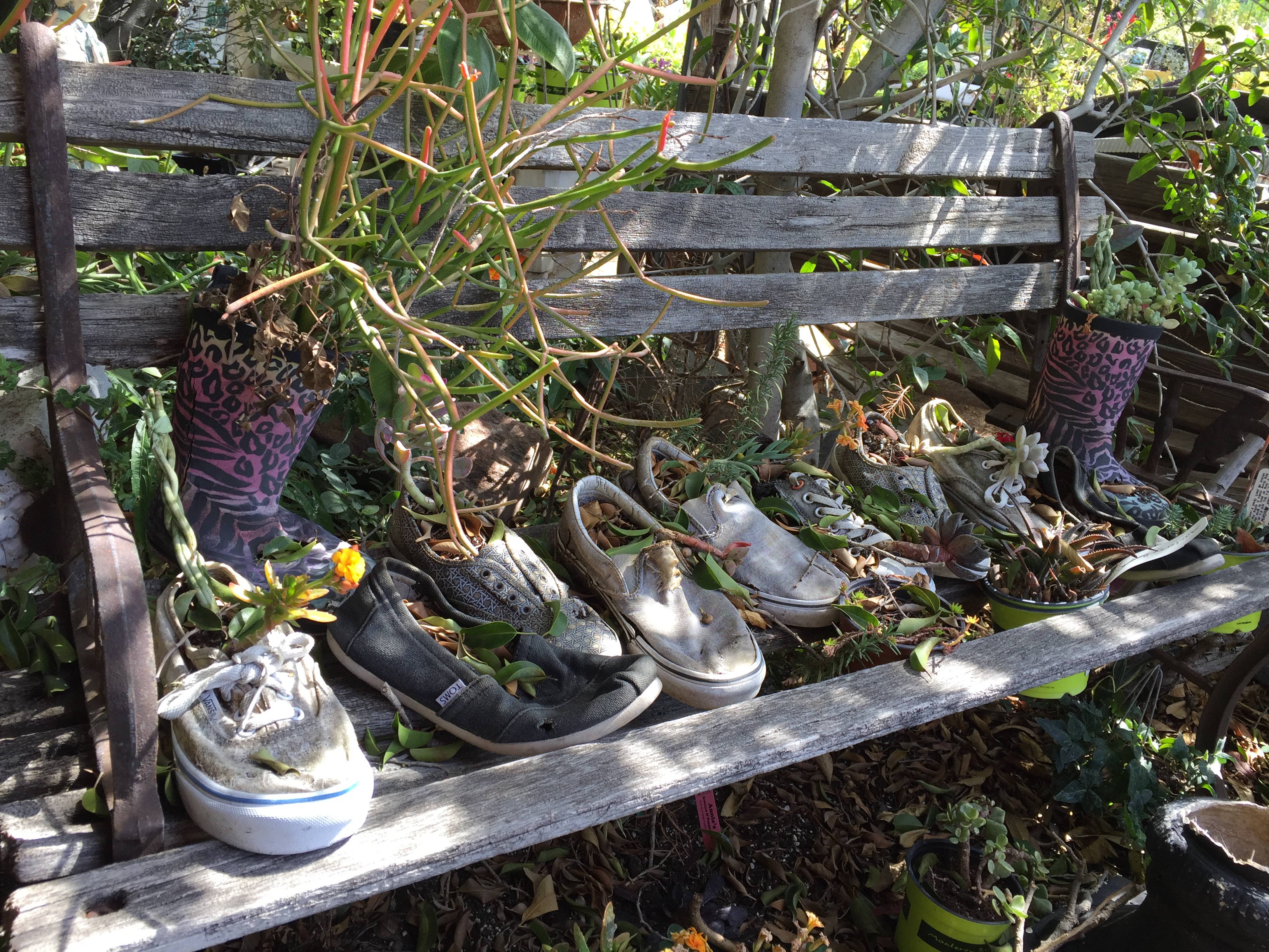Shoes on a Bench with Plants - Orange 2018-3-9