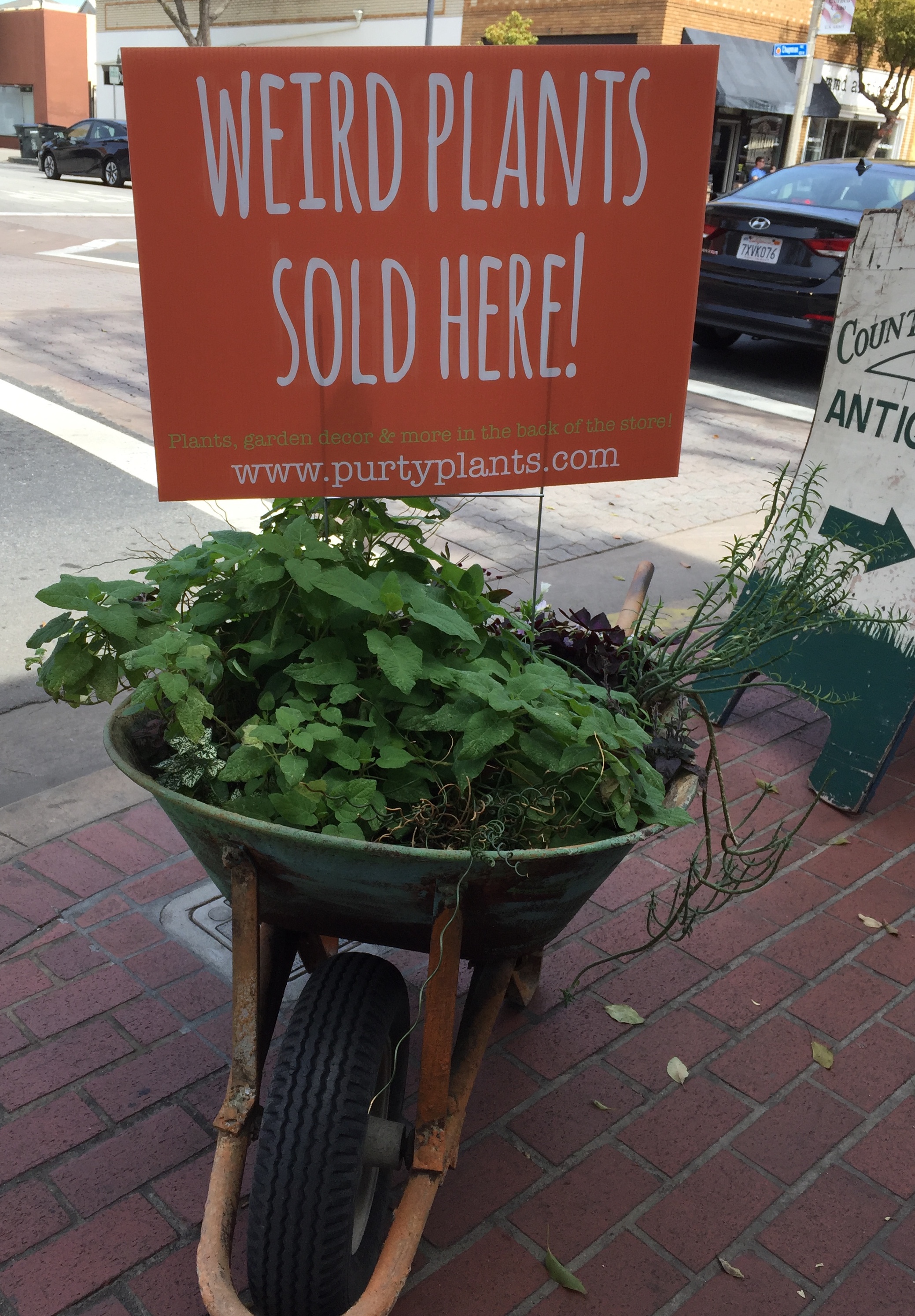 Weird Plants Sold Here - Orange 2018-3-9