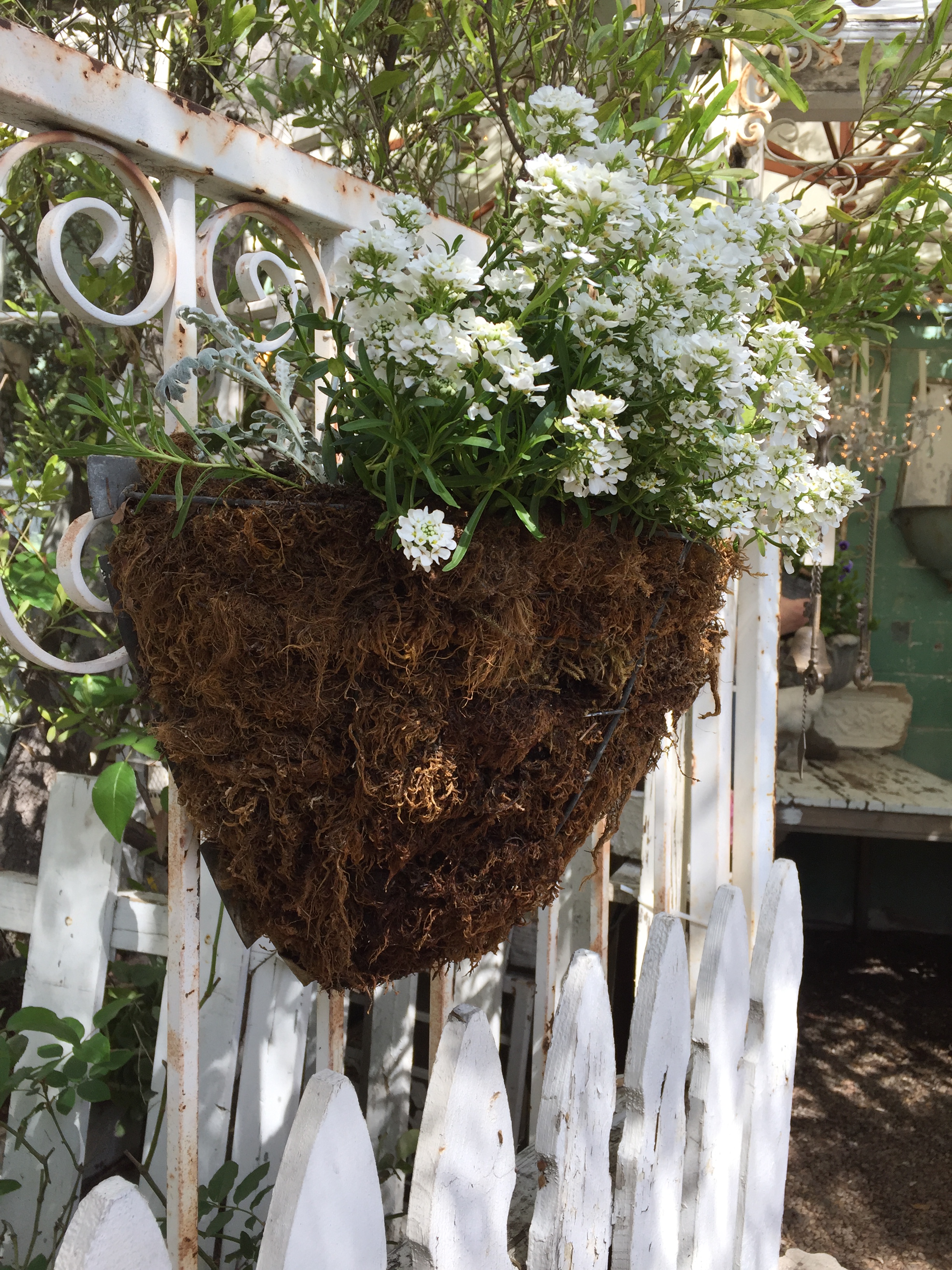 White Flower Basket on Fence - Orange 2018-3-9