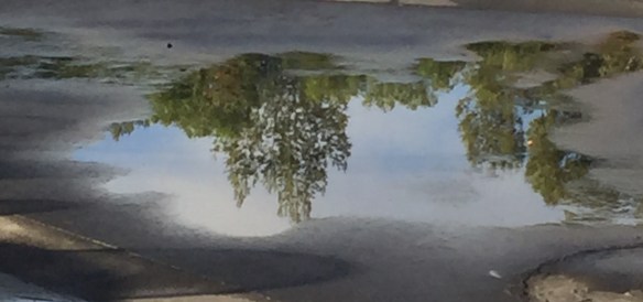 Image - Tree Reflection in Puddle 2018-1 WACC Patio