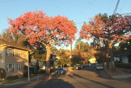 Pink Trees
