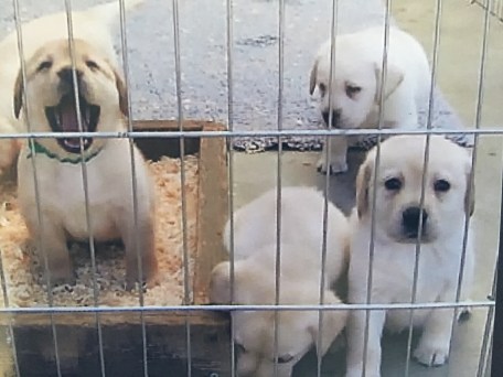 Puppies - Sam's Litter