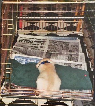 Sam - Baby in the Crate