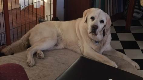 Samson on Bed - Sitting Up